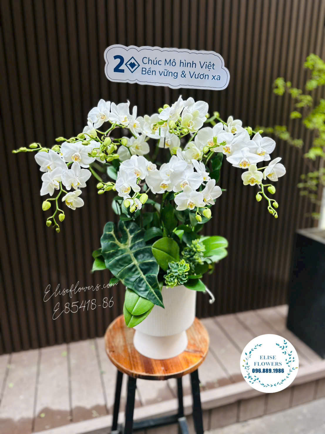 Chậu lan mini trắng cao cấp chúc mừng kỉ niệm thành lập tại Eliseflowers