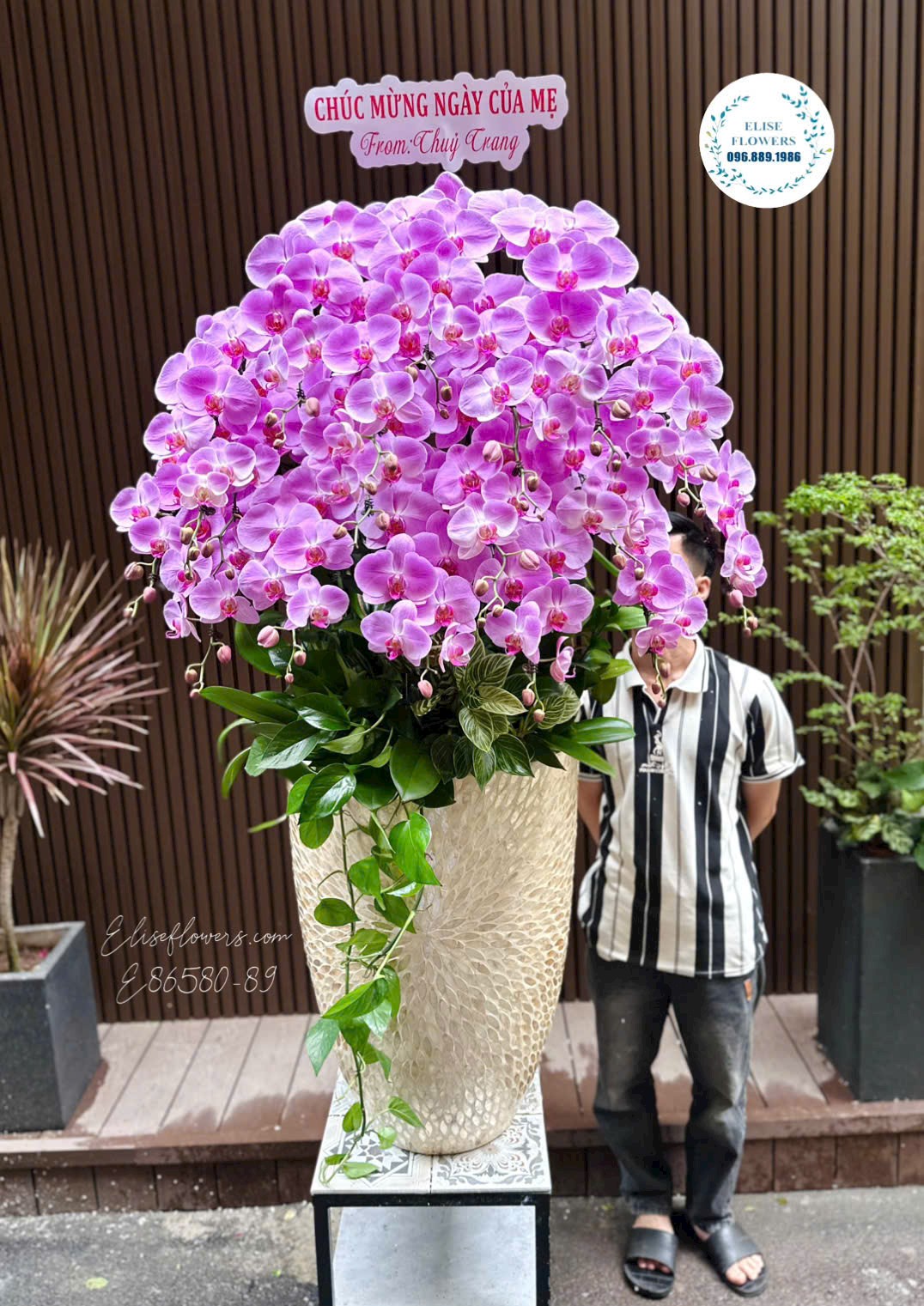 Chậu Lan Hồ Điệp Tím Cao Cấp Mừng Ngày Của Mẹ| Eliseflowers