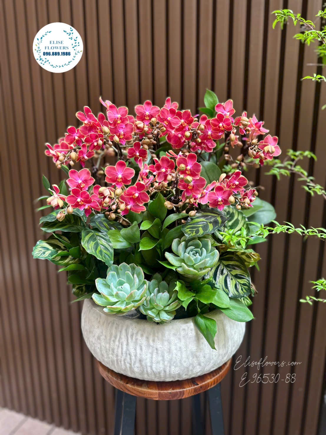 Chậu lan hồ điệp đỏ cao cấp mừng ngày của mẹ 2026 tại Eliseflowers