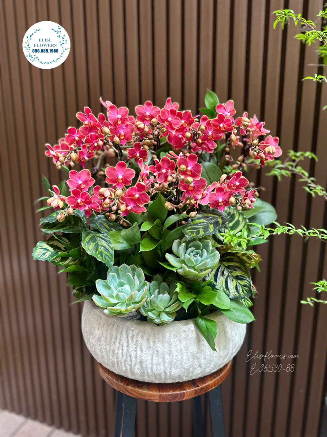 Chậu lan hồ điệp đỏ cao cấp mừng ngày của mẹ 2026 tại Eliseflowers