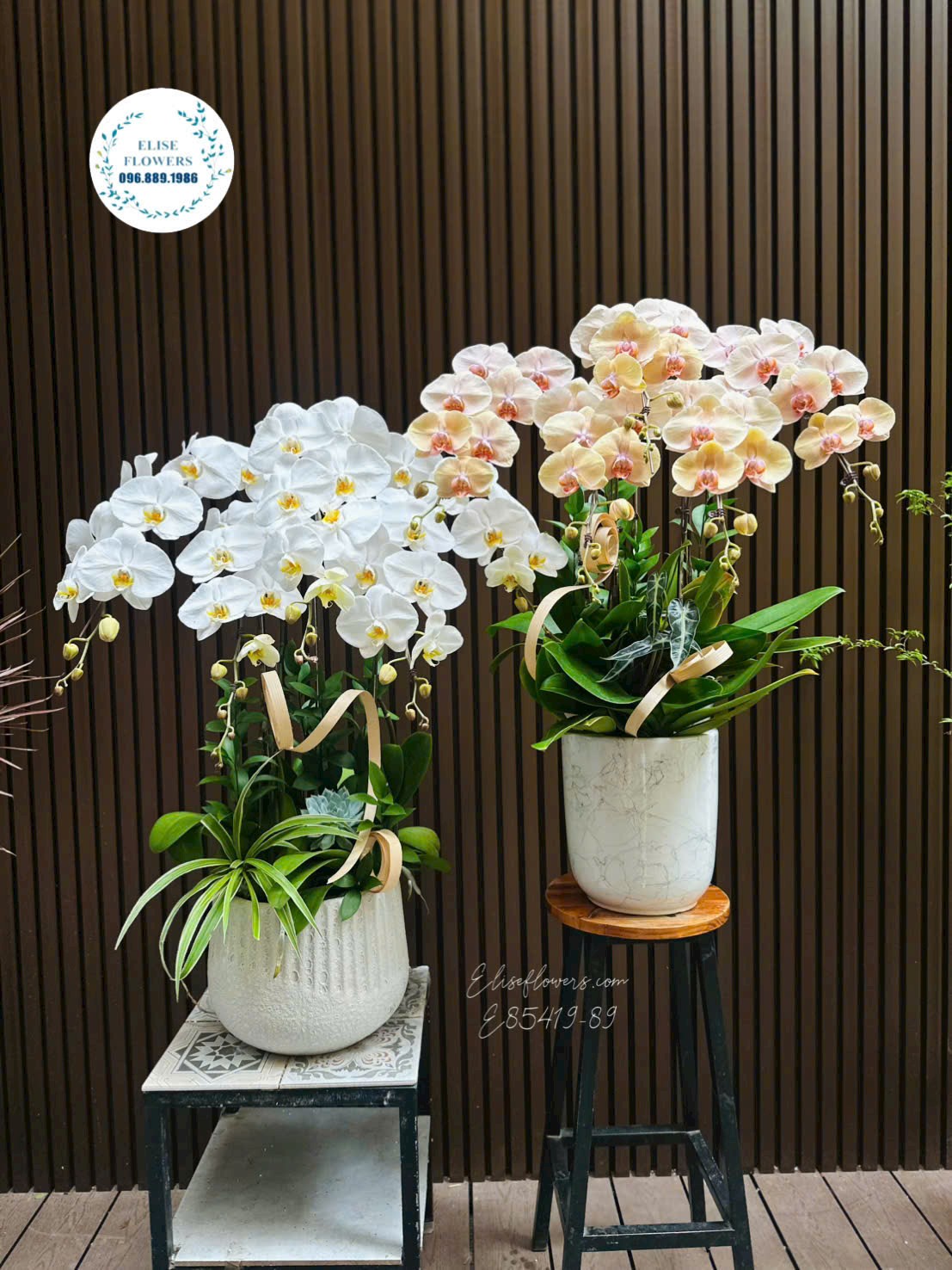 Chậu lan hồ điệp 5 cành cao cấp làm quà tặng tại Eliseflowers