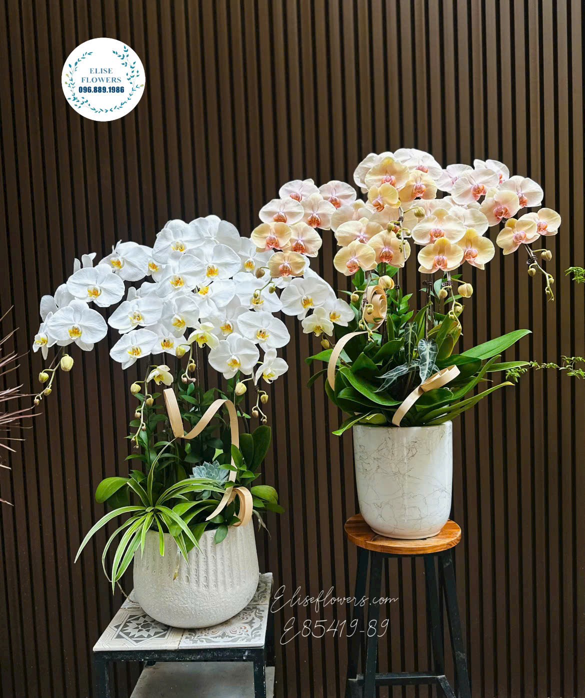 Chậu lan hồ điệp 5 cành cao cấp làm quà tặng tại Eliseflowers
