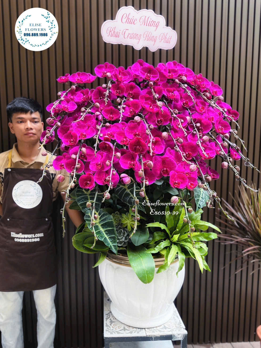 Chậu Lan Hồ Điệp Đỏ Ớt Cao Cấp Mừng Khai Trương Khách Hàng- Eliseflowers Ba Đình