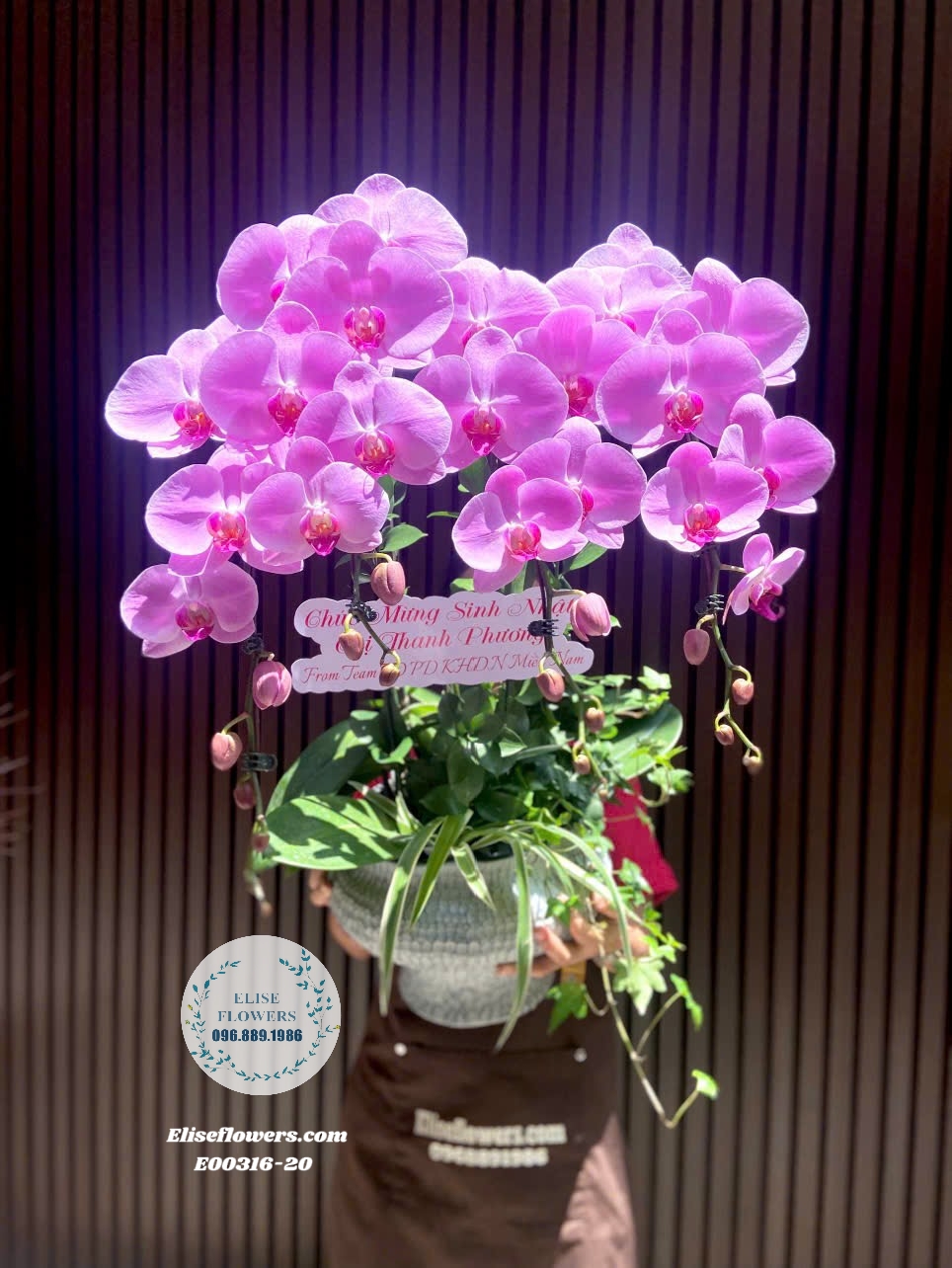 Chậu Lan Hồ Điệp Tím Cao Cấp Mừng Sinh Nhật Bạn Tại Eliseflowers