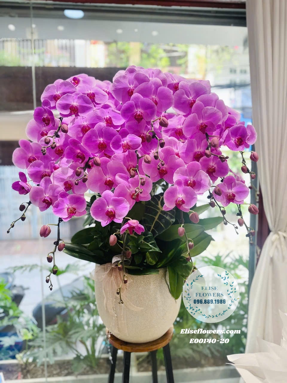 Chậu Lan Hồ Điệp Tím Cao Cấp Tặng Sinh Nhật Bà| Eliseflowers