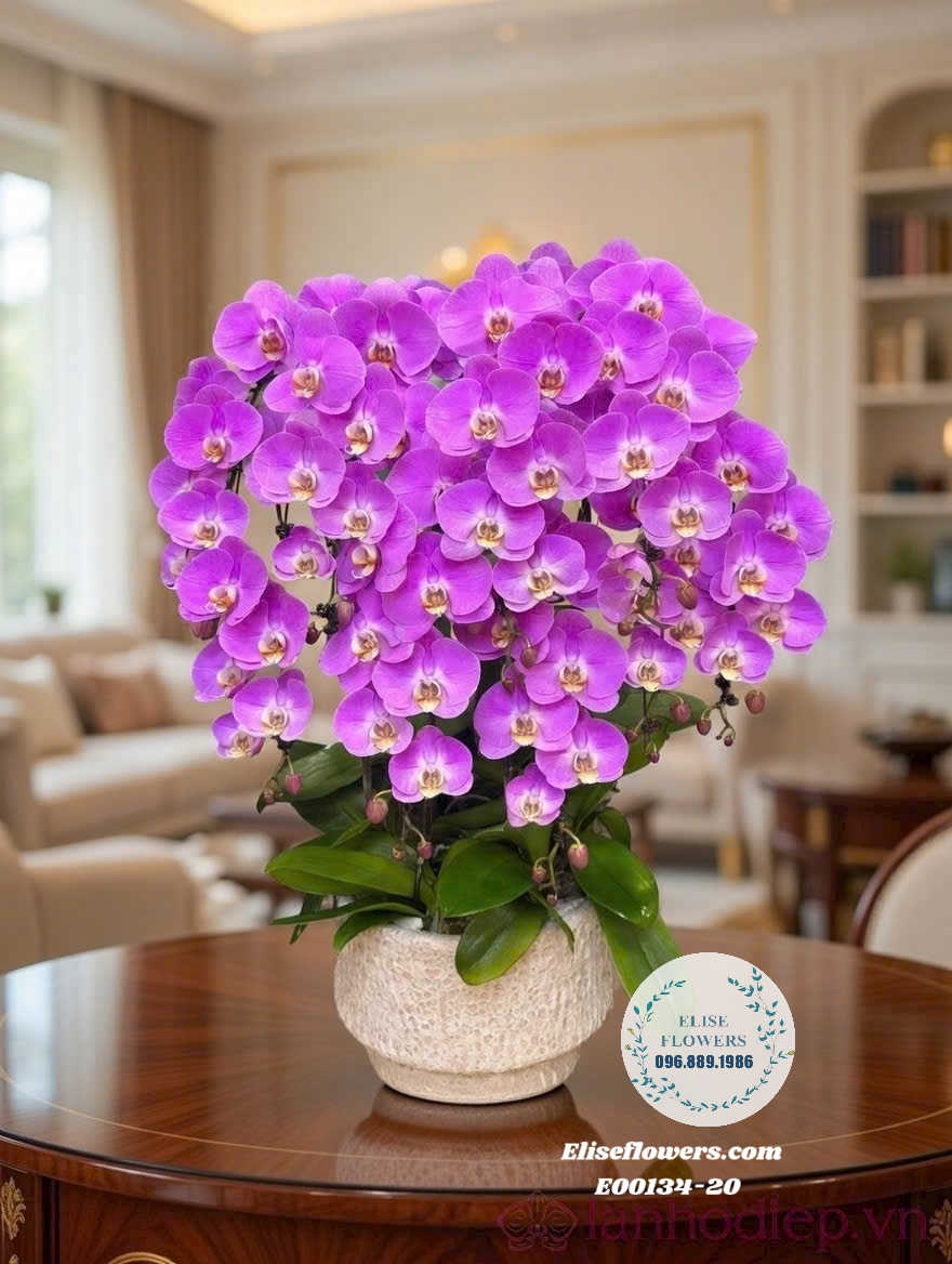 Chậu lan hồ điệp tím cao cấp tặng sinh nhật Mẹ yêu| Eliseflowers.com