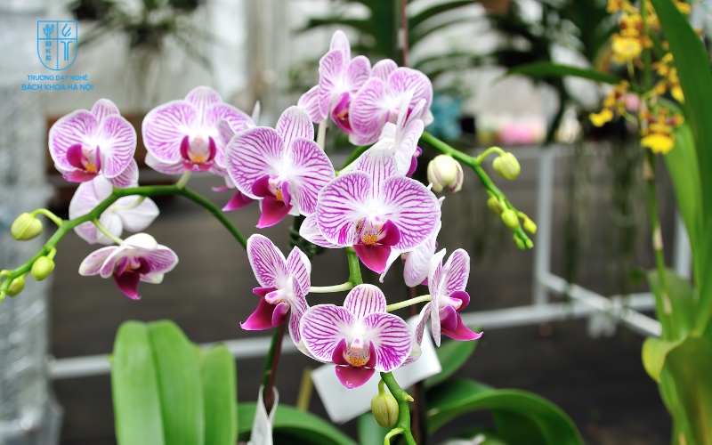 Hoa phong lan tạo cảm giác lạnh lẽo, thiếu ấm áp