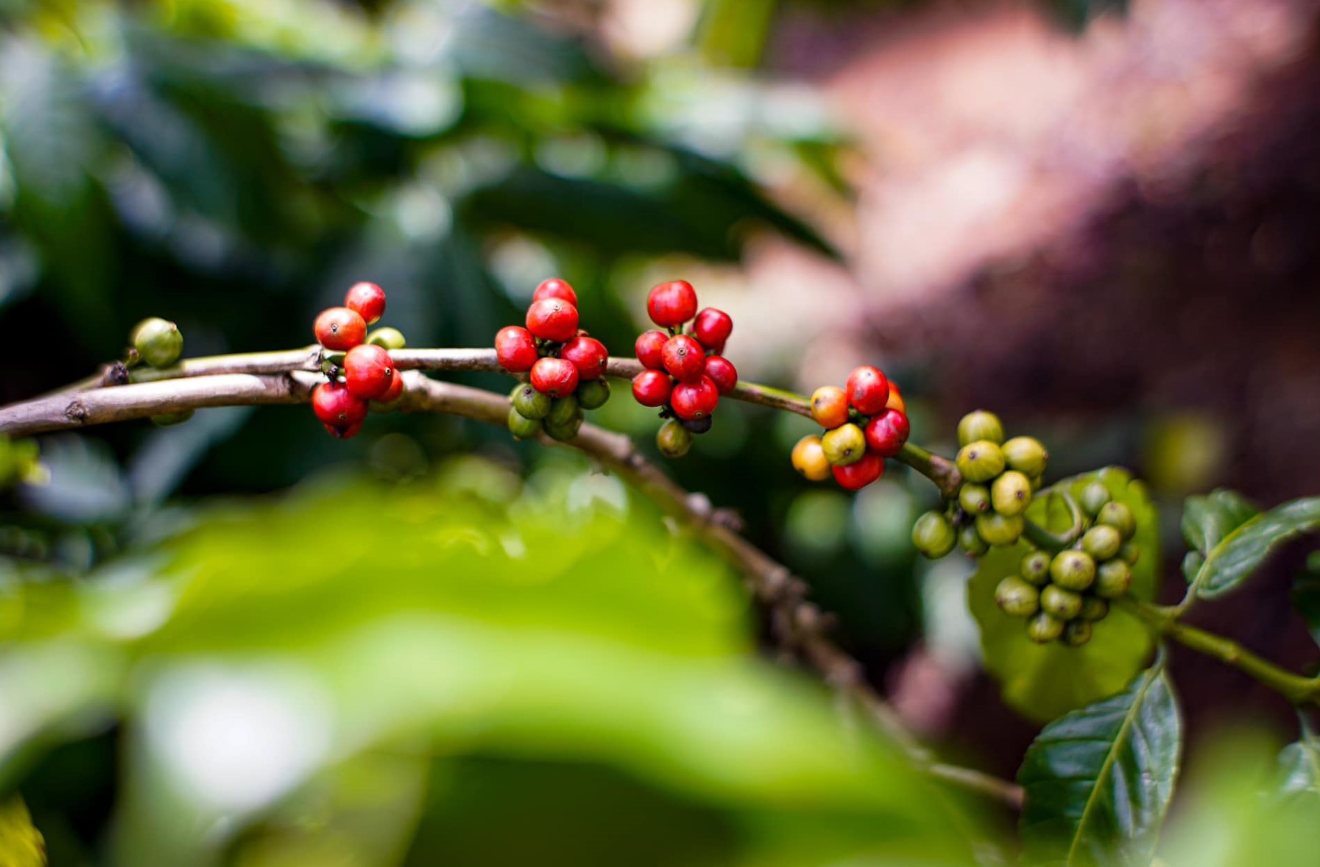 Cà phê Robusta - Nguồn gốc và những thông tin thú vị