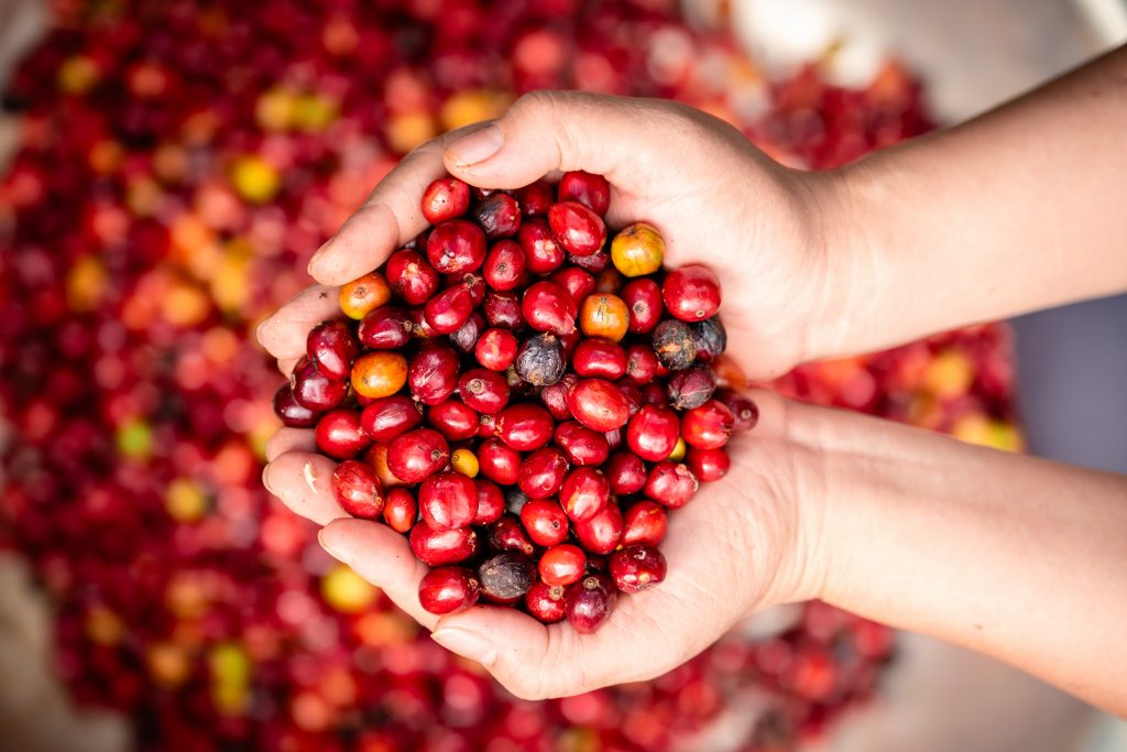 Cách bền vững nhất để Robusta Việt Nam thoát khỏi vai trò làm nền