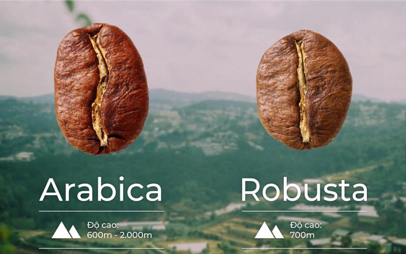 Hai loại cà phê nổi tiếng và được ưa chuộng nhất tại Việt Nam