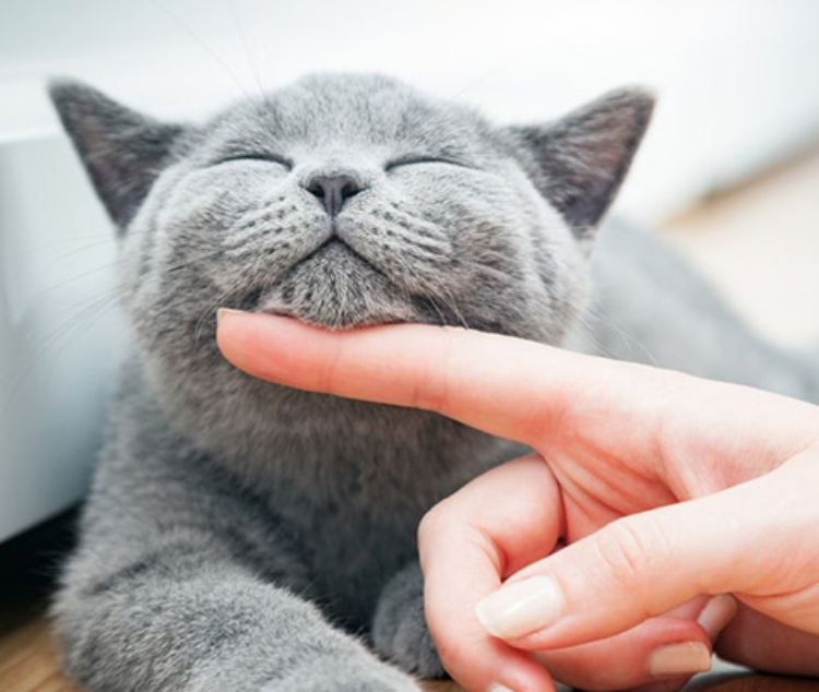 LÀM SAO ĐỂ NẮM BẮT ĐƯỢC TÂM TƯ CỦA HOÀNG THƯỢNG ??