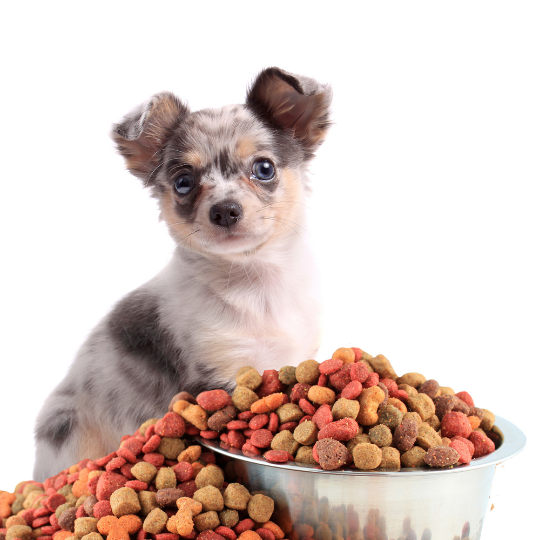 Thức ăn cho chó