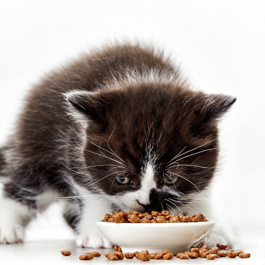 Thức ăn cho mèo