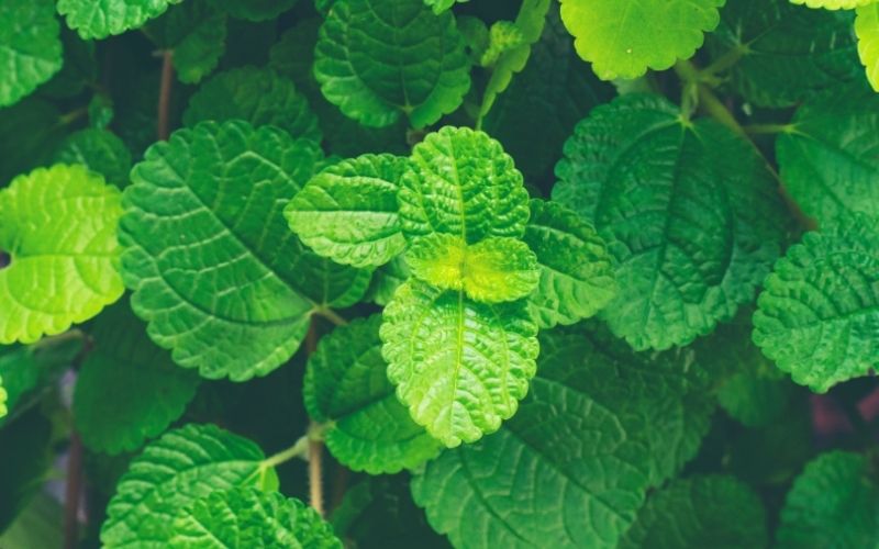 10 Thực Phẩm Khiến Testosterone Giảm Mạnh Khiến Nam Giới Dễ Bị Liệt Dương