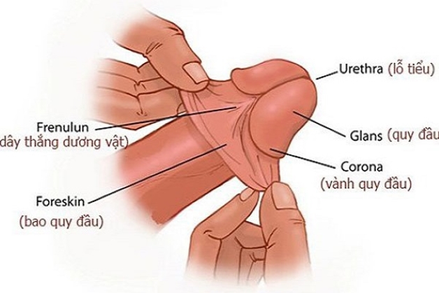 Chữa Lột Bao Quy Đầu Có Quan Hệ Được Không? Thời Gian Kiêng Và Lưu Ý Quan Trọng