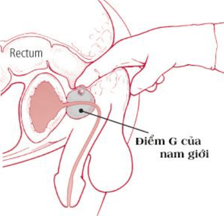 Điểm G Là Gì? Vị Trí, Cách Tìm Và Kích Thích Tạo Cực Khoái Mạnh Mẽ