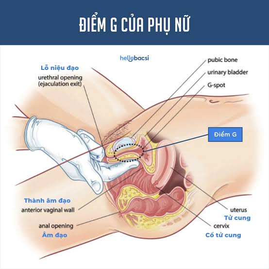 Điểm G Là Gì? Vị Trí, Cách Tìm Và Kích Thích Tạo Cực Khoái Mạnh Mẽ