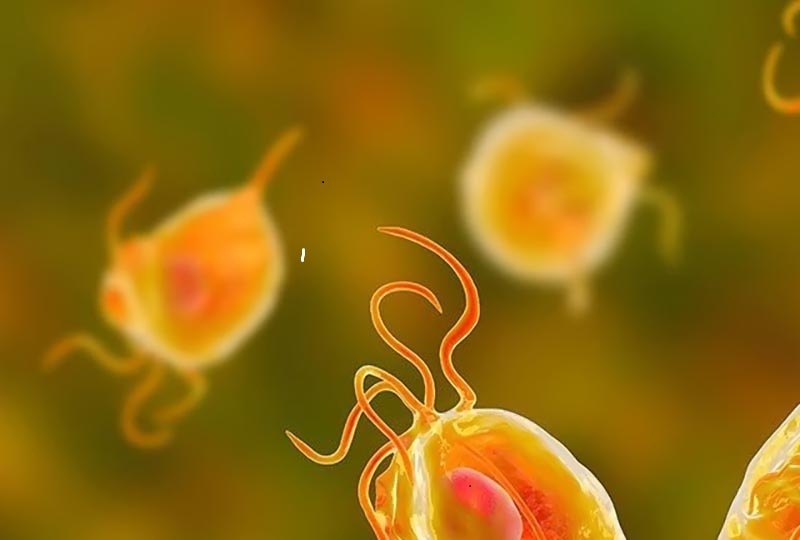 Trichomoniasis Là Bệnh Gì? Lây Qua Đâu Và Dấu Hiệu Cần Nhận Biết