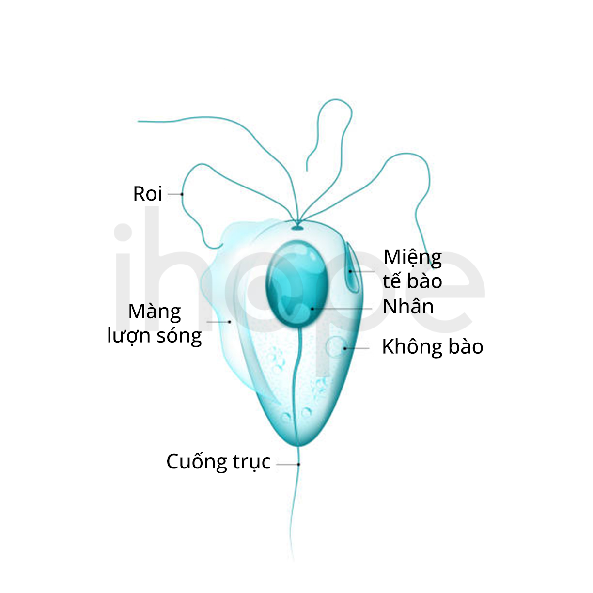 Trichomoniasis Là Bệnh Gì? Lây Qua Đâu Và Dấu Hiệu Cần Nhận Biết