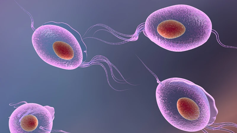 Trichomoniasis Là Bệnh Gì? Lây Qua Đâu Và Dấu Hiệu Cần Nhận Biết