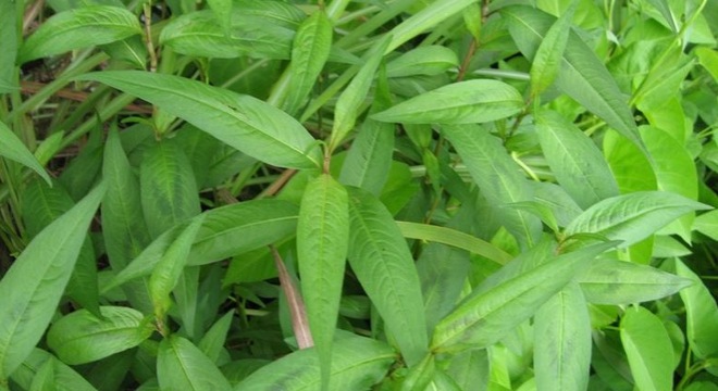 Thu nhỏ lỗ chân lông bằng rau răm