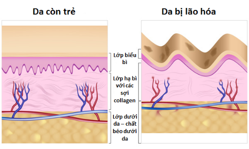 Collagen cân băng độ đàn hồi cho da