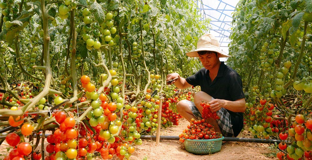 Làm giàu từ mô hình trang trại tổng hợp ở xã Xuân Minh