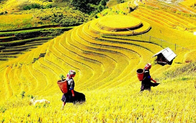 Ruộng bậc thang Chế Cu Nha