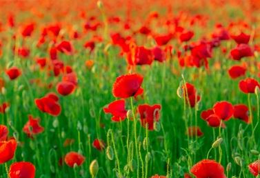 Ý nghĩa màu sắc trong tranh dán tường 3d