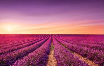 Ý nghĩa màu tím trong tranh dán tường 3D