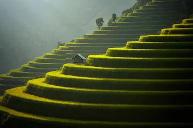 Tranh ruộng bậc thang 14