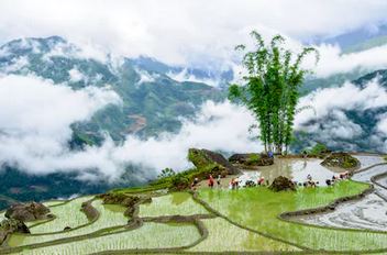 Tranh ruộng bậc thang 18