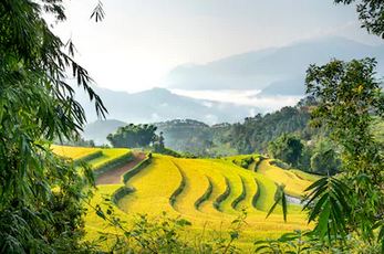 Tranh ruộng bậc thang 25