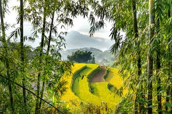 Tranh ruộng bậc thang 27