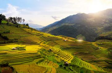 Tranh ruộng bậc thang 28