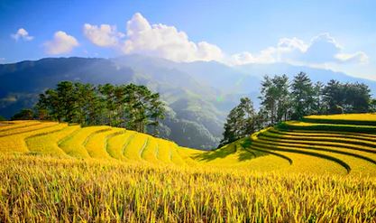 Tranh ruộng bậc thang 29