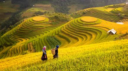 Tranh ruộng bậc thang 03