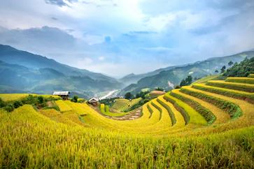 Tranh ruộng bậc thang 33