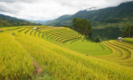 Tranh ruộng bậc thang 35