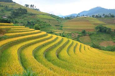 Tranh ruộng bậc thang 36