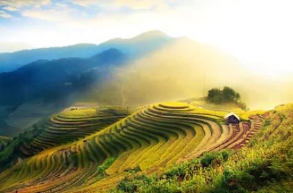 Tranh ruộng bậc thang 04