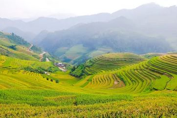 Tranh ruộng bậc thang 43