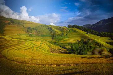 Tranh ruộng bậc thang 44