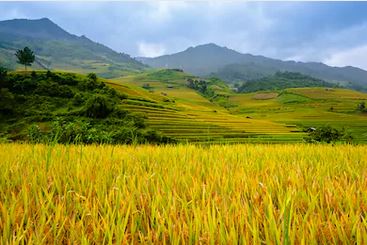 Tranh ruộng bậc thang 45