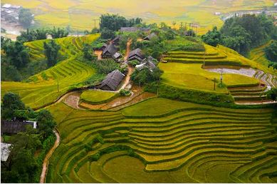 Tranh ruộng bậc thang 07