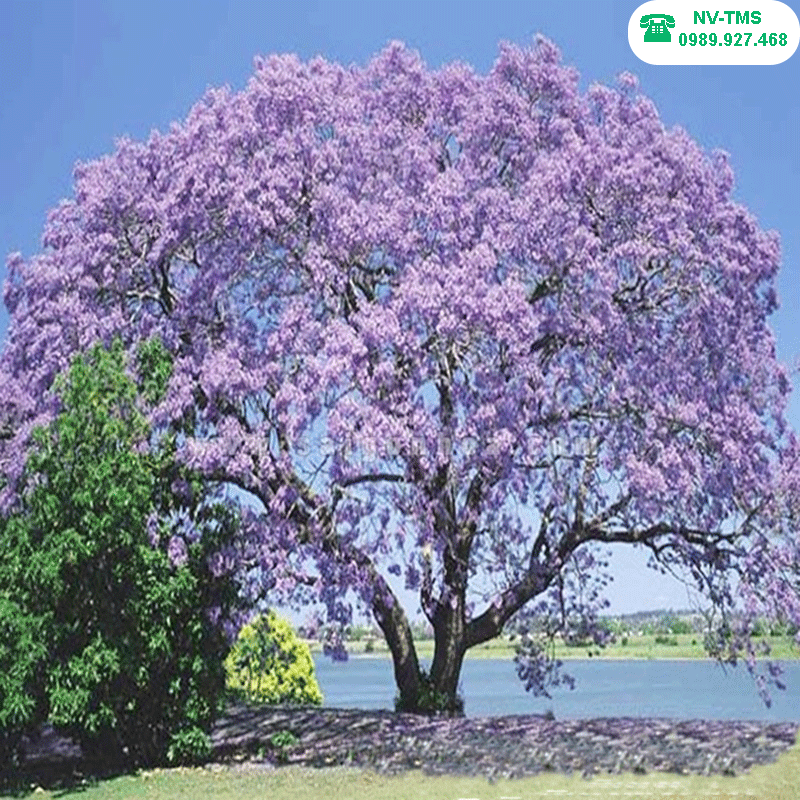 Cây Phượng Tím | Giá bán cây Phượng Tím | Địa chỉ bán cây Phượng Tím Cây Phượng Tím | Giá Bán Cây Phượng Tím | Địa Chỉ Bán Cây Phượng Tím