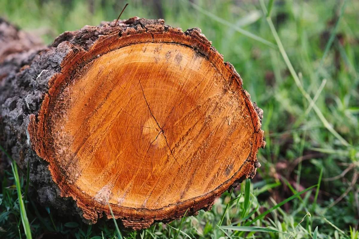 Ván ép bao bì và những yếu tố ảnh hưởng đến độ bền của sản phẩm