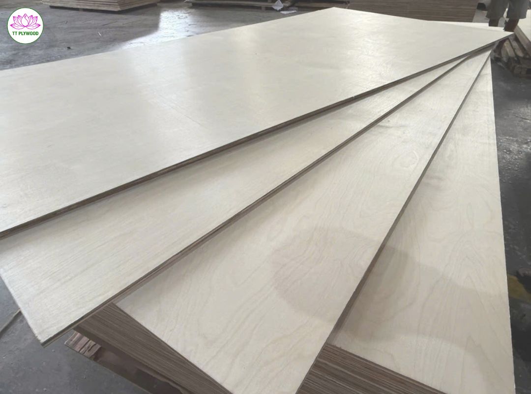 Ván ép gỗ Bạch Dương là gì? Những điều quan trọng cần biết về ván ép gỗ Bạch Dương