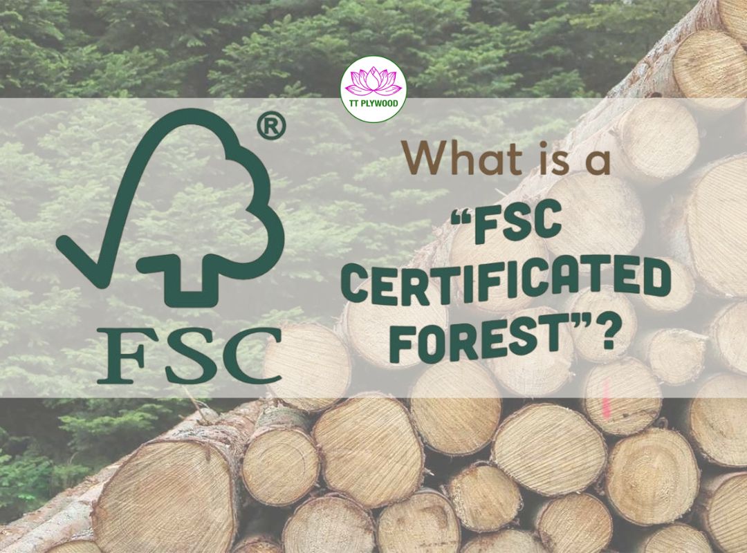 Plywood đạt chứng chỉ FSC của Việt Nam: Lựa chọn thay thế mới cho nguồn hàng Trung Quốc đắt đỏ