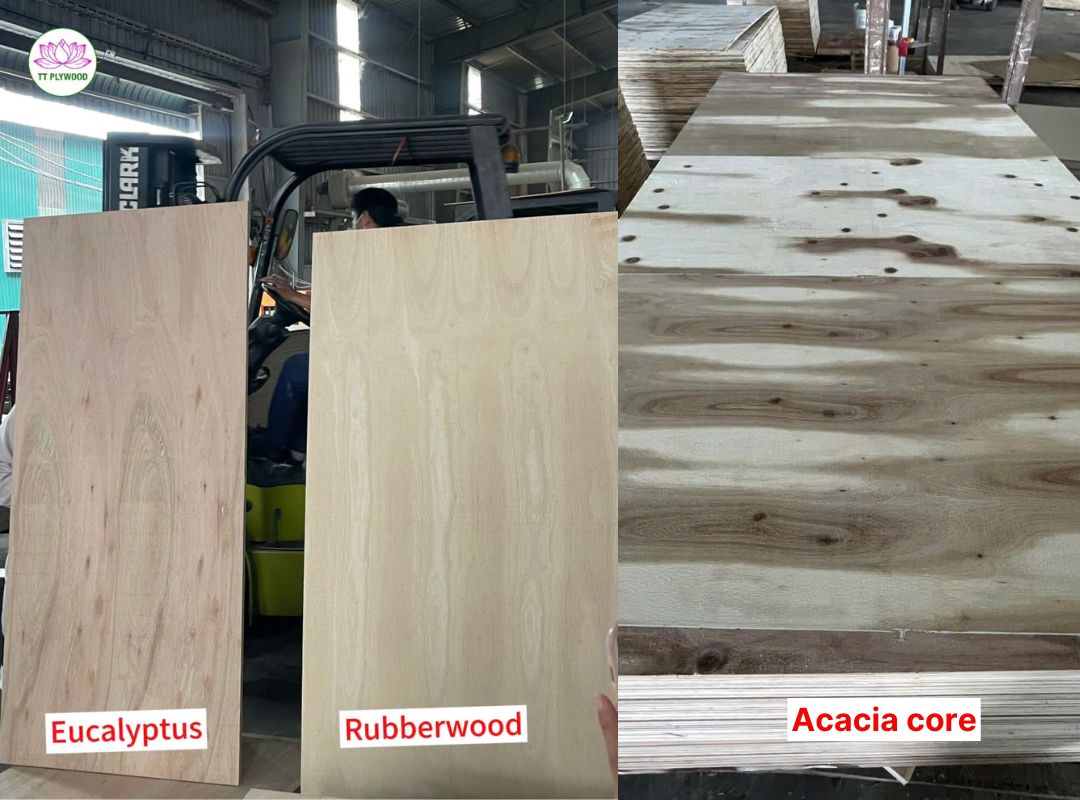 Comparing Rubberwood Core, Acacia Core and Eucalyptus Core in Birch Plywood Manufacturing